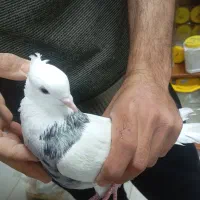 طوقی هفت رنگ نر|پرنده|نورآباد, |دیوار