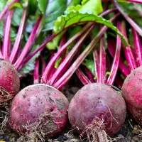 چغندر لبویی گرمسار