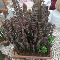 گل افوربیا شیک و مخصوص آپارتمان