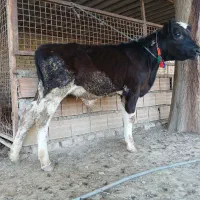 گوساله هلشتاین نر جنس صنعتی کور 4ماهه ازگاو|حیوانات مزرعه|آق قلا, |دیوار