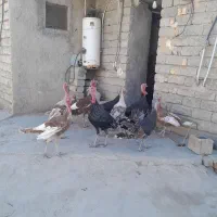 فروش بوقلمون نر وماده سالم ۱۱عدد