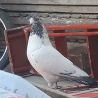 کبوتر