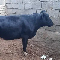 بز و گوسفند معاوظه