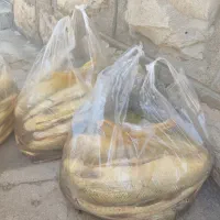 ماهی تازه لرستان رسید|ماهی|اندیمشک, |دیوار