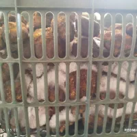 دنبل کوهی|خوردنی و آشامیدنی|شیراز, پایانه مسافربری سعدی|دیوار