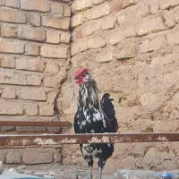 1خروس گیلین چهل تاج یک ساله کاملا سالم