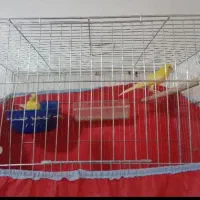 یک جفت قناری مست