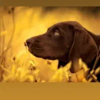 سگ پوینتر آلمانی