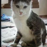 گمشده قره آغاج کوچه باغ