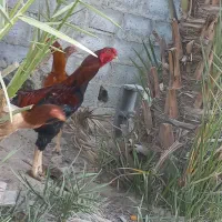 خروس و مرغ