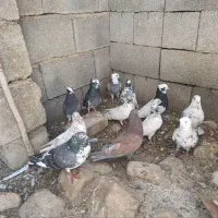 کبوتر