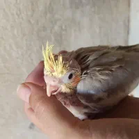 عروس هلندی|پرنده|کازرون, |دیوار