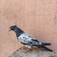 سه تا رنگه ماده|پرنده|مشهد, کارمندان دوم|دیوار