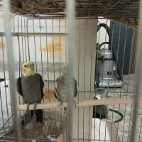 عروس هلندی نر و ماده