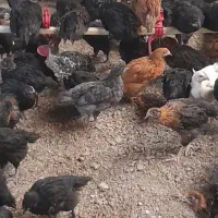 جوجه مرغ گلپایگان