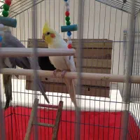 عروس هلندی|پرنده|الیگودرز, |دیوار