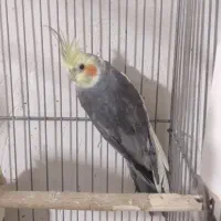 عروس هلندی نر معاوضه هم دارم با ماده|پرنده|ماکو, |دیوار