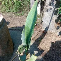 گل سنسو ریا ابلغ پوست ماری|گل و گیاه طبیعی|رشت, فخب|دیوار