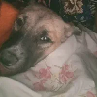 گمشده|حیوانات|کرج, حصارک پایین|دیوار