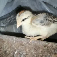 جوجه محلی سالم|حیوانات مزرعه|گتاب, |دیوار