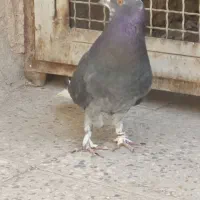 کفتر نر زاغ دم سفید..|پرنده|پاکدشت, پاکدشت (مامازند)|دیوار