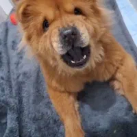 چاوچاو ماده 2 ساله