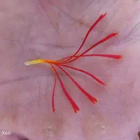 فروش زعفران مستقیم از کشاورز|گل و گیاه طبیعی|سلامی, |دیوار