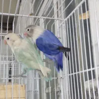 فروش جفت های مولد برزیلی و عروس هلندی