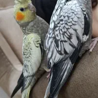 عروس هلندی گلباقالی و مرواریدی.