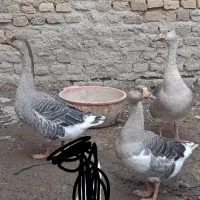 غاز جوان زابل اباد|حیوانات مزرعه|گنبد کاووس, |دیوار