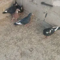 5دونه کبوتر پلنگ فروشی