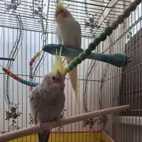 یک جفت عروس هلندی مولد