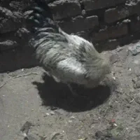 خروس چاق