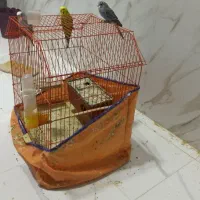 مرغ عشق