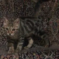 گربه گمشده|گربه|تهران, نارمک|دیوار