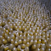 آبلیمو آبغوره آبنارنج سرکه سیب و انگور 30000