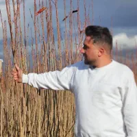 نهالستان گردو و بادام و پسته پر بار پالیز