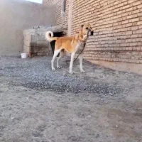 سک کله ای بشرط سالم|سگ|هریس, |دیوار