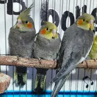3 عدد جوجه عروس هلندی