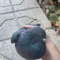 کفتر مسافتی|پرنده|شاهرود, |دیوار