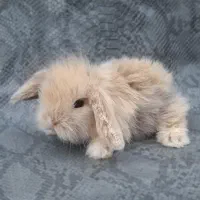 توله خرگوش لوپ عروسکی (همه رنگ)