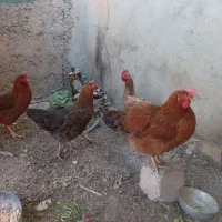 مرغ کوردی