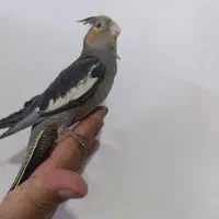 عروس هلندی ماده