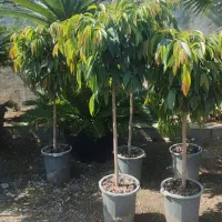 انواع گل های آپارتمانی