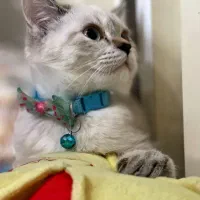 گربه بیریتیش|گربه|ساری, |دیوار