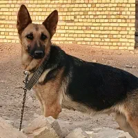 سگ‌ژرمن‌نگهبان