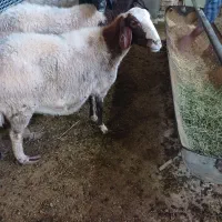 فروش بره وگوسفندزنده مرغوب وچاق وسالم|حیوانات مزرعه|قم, شهرک طالقانی|دیوار