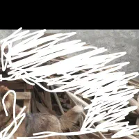 سگ پیداشده