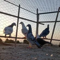 کفتر گرفتنی. همه باهم|پرنده|سبزوار, کهنه آب|دیوار