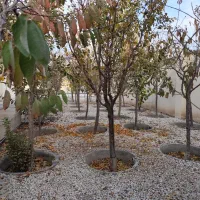 پروژه ای خاص سرمایه گذاری خاص / 500 متر باغ ویلا|فروش خانه و ویلا|محمدشهر, محمدشهر|دیوار